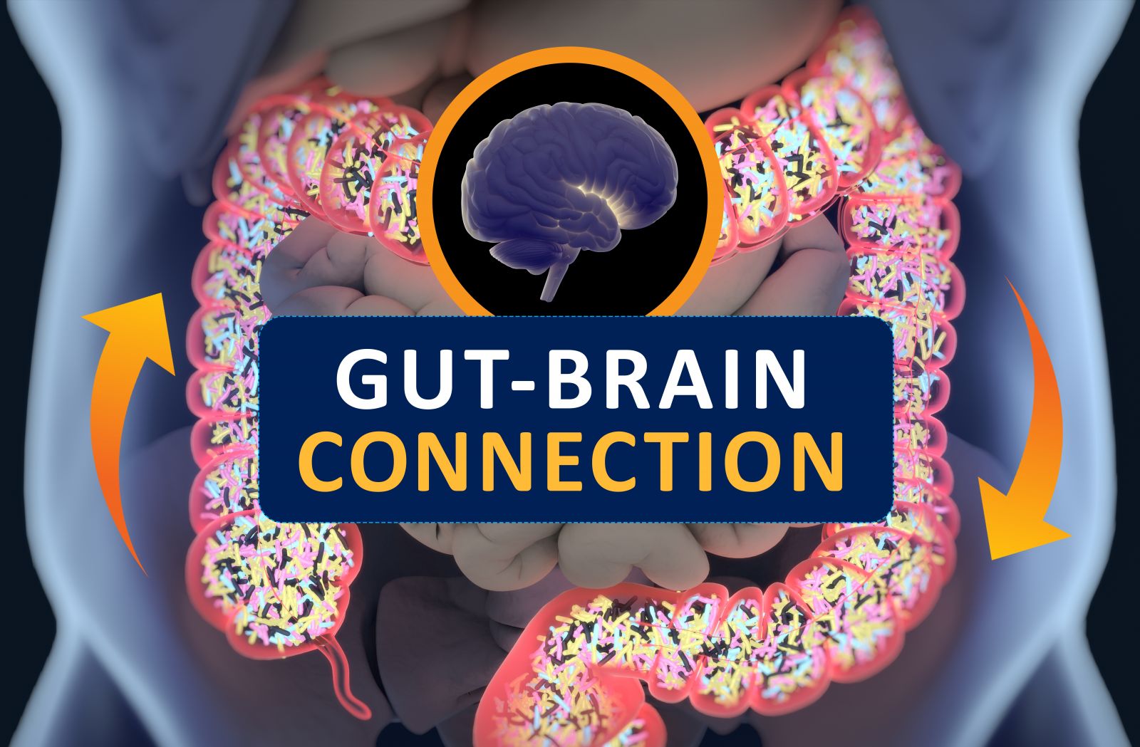 The Gut-brain Connection - Harvard Health